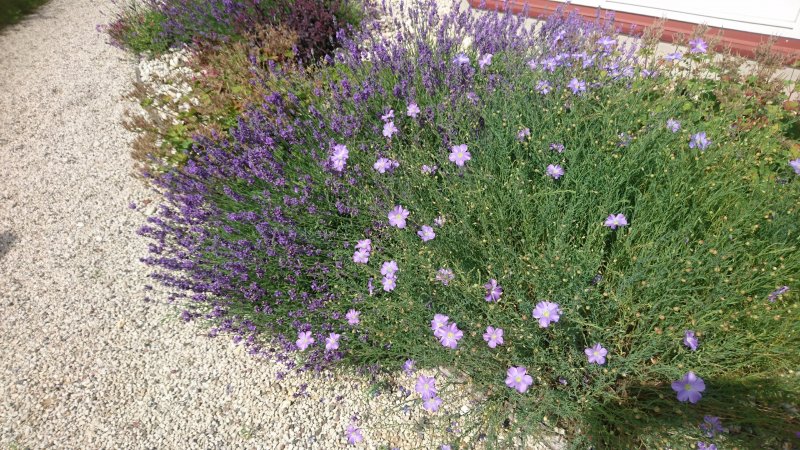 Linum perenne subsp. montanum